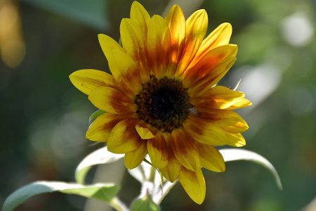 September ist auch die Blütezeit der Sonnenblumen (Foto: Martin Dühning)