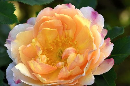 Ganz sonnig blühen noch einmal die Rosen auf (Foto: Martin Dühning)