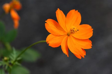 Und die Kosmeen beginnen zu blühen... (Foto: Martin Dühning)