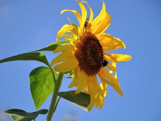 Sonnenblume Ende August 2016 (Foto: Martin Dühning)