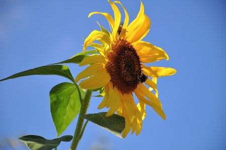 Sonnenblume Ende August 2016 (Foto: Martin Dühning)