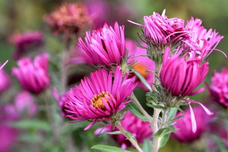 Astern blühen im Niarts-Garten (Foto: Martin Dühning)