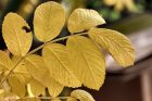 Goldene Heckenrosenblätter kündigen die kalte Jahreszeit an (Foto: Martin Dühning)