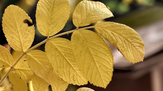 Goldene Heckenrosenblätter kündigen die kalte Jahreszeit an (Foto: Martin Dühning)