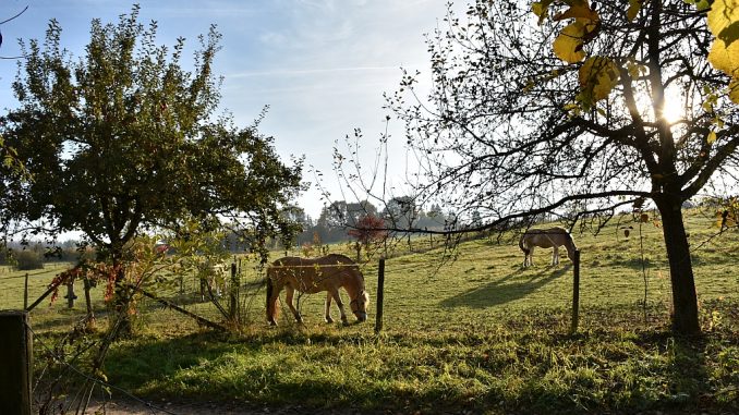 Die umgebende Landschaft bietet sehr pastoral anmutende Ausblicke - sogar im November (Foto: Martin Dühning)