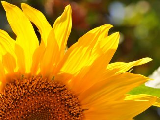 Helle Sonnenblume, fotografiert von Martin Dühning