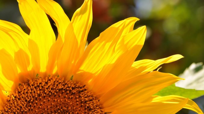 Helle Sonnenblume, fotografiert von Martin Dühning