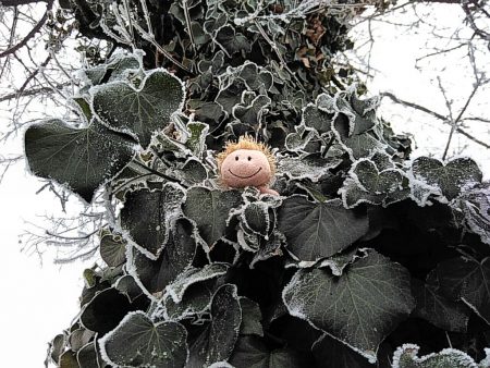 Zwergfee im Wintergrün (Foto: Salome Leinarkunion)