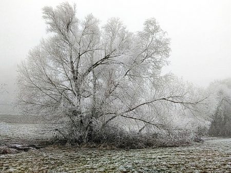 Bereifte Winterlandschaft bei Offenburg (Foto: Salome Leinarkunion)