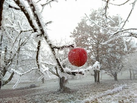 Winterlicher Dezemberapfel (Foto: Salome Leinarkunion)