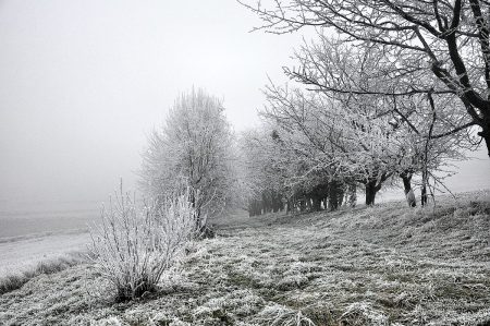 Raufreiflandschaft in der Ortenau im Dezember 2016 (Foto: Salome Leinarkunion)