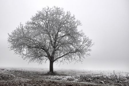 Ein einsamer Baum im Eisnebelmeer (Foto: Salome Leinarkunion)