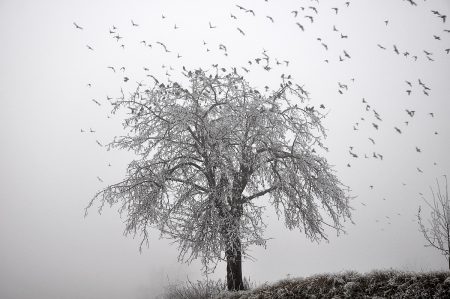 Eisbaum mit Vogelschwarm im Nebelmeer (Foto: Salome Leinarkunion)