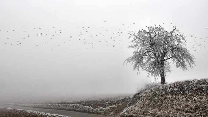 Ein Vorwinterwunderland präsentierte sich aufgeschlossenen Spaziergängern in der Gegend um Hohberg (Foto: Salome Leinarkunion)