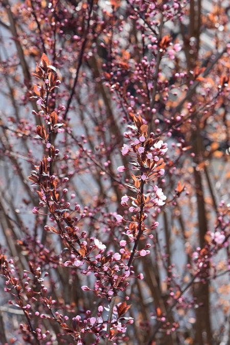 Die Kirschblüte setzt ein (Foto: Martin Dühning)