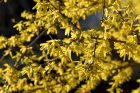 Das Gold der Forsythien ist ein untrügliches Zeichen dafür, dass der Frühling im heimischen Garten 2017 begonnen hat (Foto: Martin Dühning).