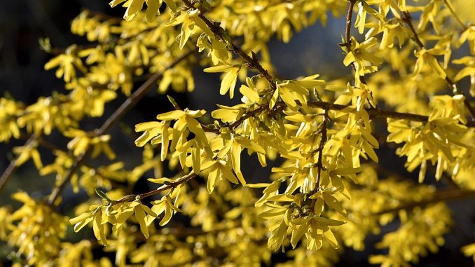 Das Gold der Forsythien ist ein untrügliches Zeichen dafür, dass der Frühling im heimischen Garten 2017 begonnen hat (Foto: Martin Dühning).