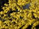 Das Gold der Forsythien ist ein untrügliches Zeichen dafür, dass der Frühling im heimischen Garten 2017 begonnen hat (Foto: Martin Dühning).