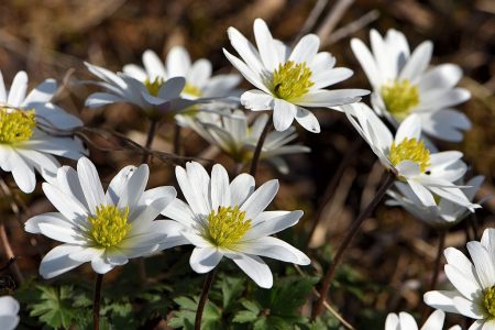 Weiße Anemonen blühen Ende März 2017 (Foto: Martin Dühning)