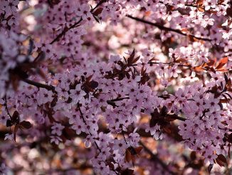 Kirschblüten in der Frühlingssonne 2017 (Foto: Martin Dühning)