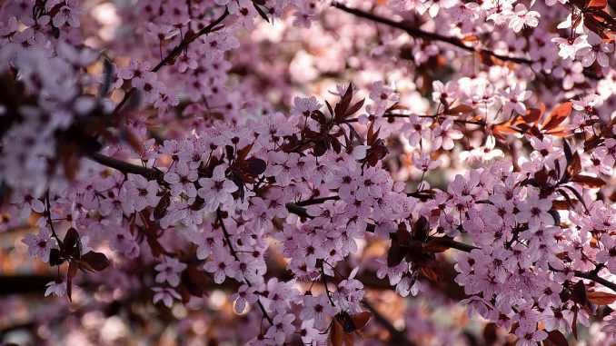 Kirschblüten in der Frühlingssonne 2017 (Foto: Martin Dühning)