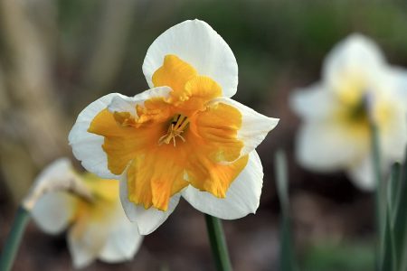 Auch die Narzissen stehen schon in voller Aprilblüte (Foto: Martin Dühning).