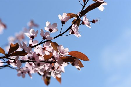 Kirschblütenzweig vor einem blaustrahlenden Frühlingshimmel (Foto: Martin Dühning)