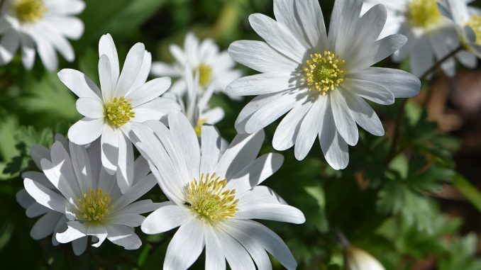 Weiße Anemonen im Niarts-Garten 2017 (Foto: Martin Dühning)