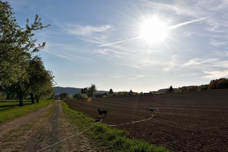 Aponi und Rabe im Frühlingsfeld (Foto: Martin Dühning)