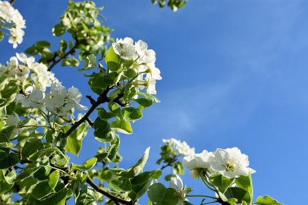 Frühlingsblüten vor herzblauem Frühlingshimmel (Foto: Martin Dühning)