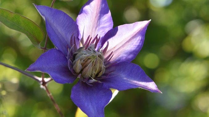 Eine blaue Clematis blüht am Pavillon (Foto: Martin Dühning)