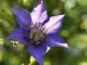 Eine blaue Clematis blüht am Pavillon (Foto: Martin Dühning)