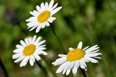 Maienblumen 2017 - Mageriten unter dem Apfelbäumchen (Foto: Martin Dühning)