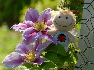 Wir präsentieren die ersten Sommerblütenfotos 2017 (Foto: Martin Dühning)