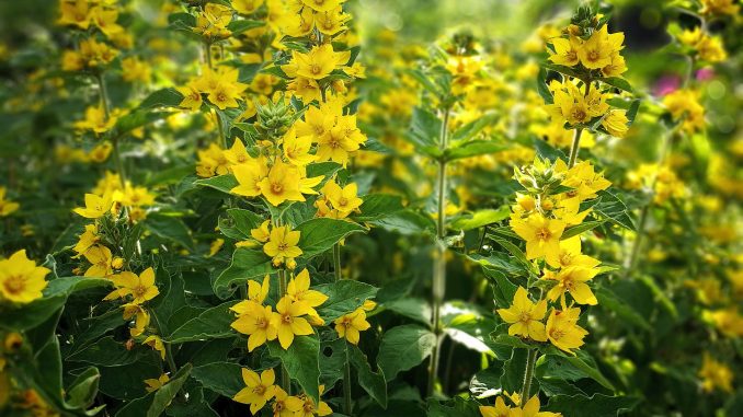 Lysimachia punctata im heimischen Garten (Foto: Martin Dühning)