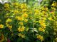 Lysimachia punctata im heimischen Garten (Foto: Martin Dühning)