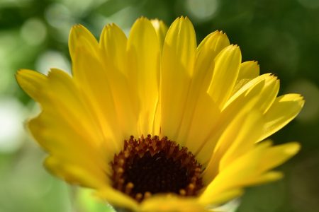 Die Ringelblumen blühten in der Regenwoche auf und verstrahlen nun Sonnenblicke (Foto: Martin Dühning).