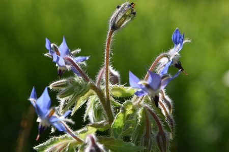 Wilder Boretsch blüht im heimischen Garten (Foto: Martin Dühning).