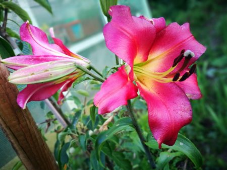 Zu den wenigen Blüten, die es im Dörrejuni 2017 zum Blühen brachten, gehört diese Baumlilie (Foto: Martin Dühning).