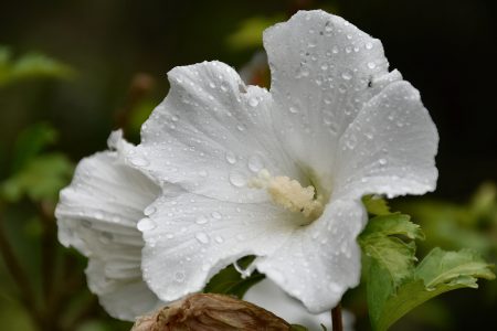 Weißer Hibiskus (Foto: Martin Dühning)