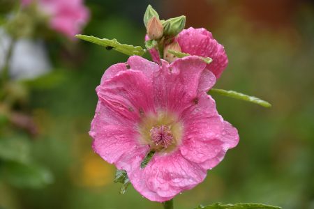 Rosarote Stockrose im Sommer 2017 (Foto: Martin Dühning)