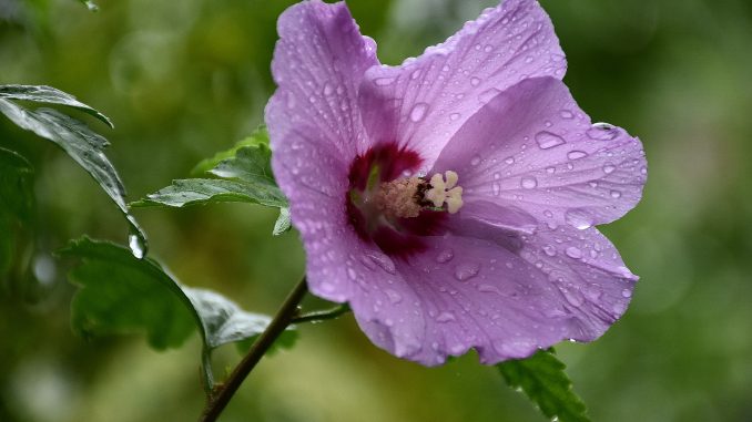 Regenbeperlte Hibiskusblüte im August (Foto: Martin Dühning)