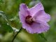 Regenbeperlte Hibiskusblüte im August (Foto: Martin Dühning)