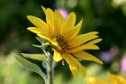 Eine der ersten Sonnenblumen im heimischen Garten 2017 (Foto: Martin Dühning)