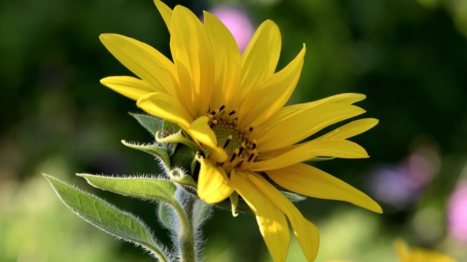 Eine der ersten Sonnenblumen im heimischen Garten 2017 (Foto: Martin Dühning)