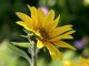 Eine der ersten Sonnenblumen im heimischen Garten 2017 (Foto: Martin Dühning)