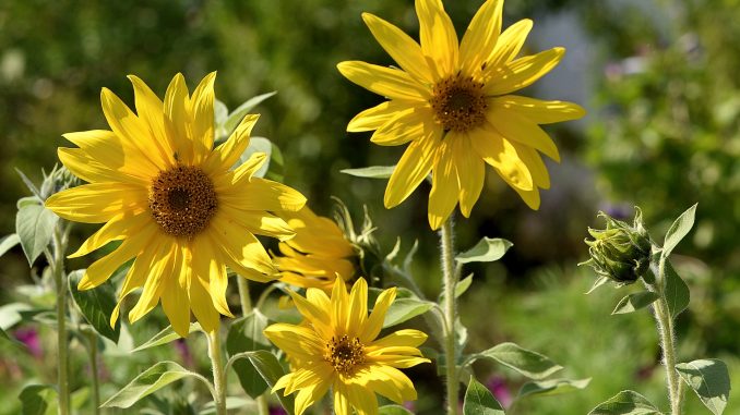 Sonnenblumenensemble am 19. August 2017 (Foto: Martin Dühning)