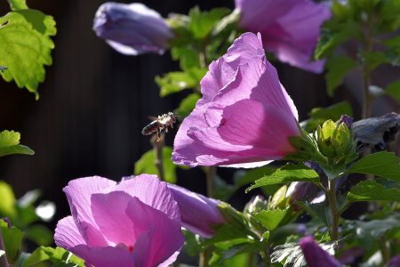 Biene im Anflug auf blühenden Hibiskus (Foto: Martin Dühning)