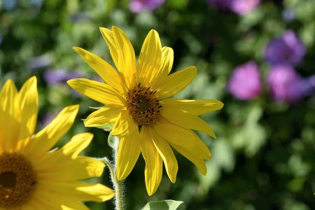 Viel Mühe kostete es und zwei Kilogramm Saatgut, um dieses Jahr an Sonnenblumen zu kommen. Trotz täglichen Gießens sind sie nur sehr klein geworden. Gut, dass es ein Makroobjektiv gibt (Foto: Martin Dühning).