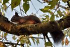 Zu den Glücksfunden im August 2017 zählt dieses Kirschbaumeichhörnchen (Foto: Martin Dühning).